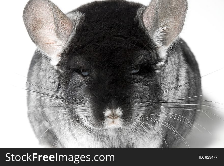 Chinchilla on the table
