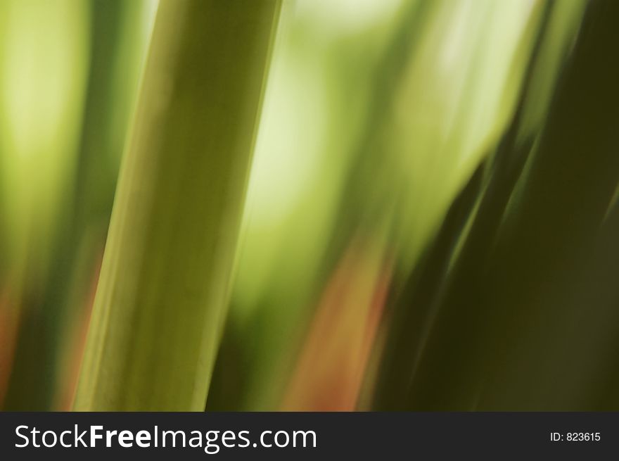 Abstract background macro of plant stalks