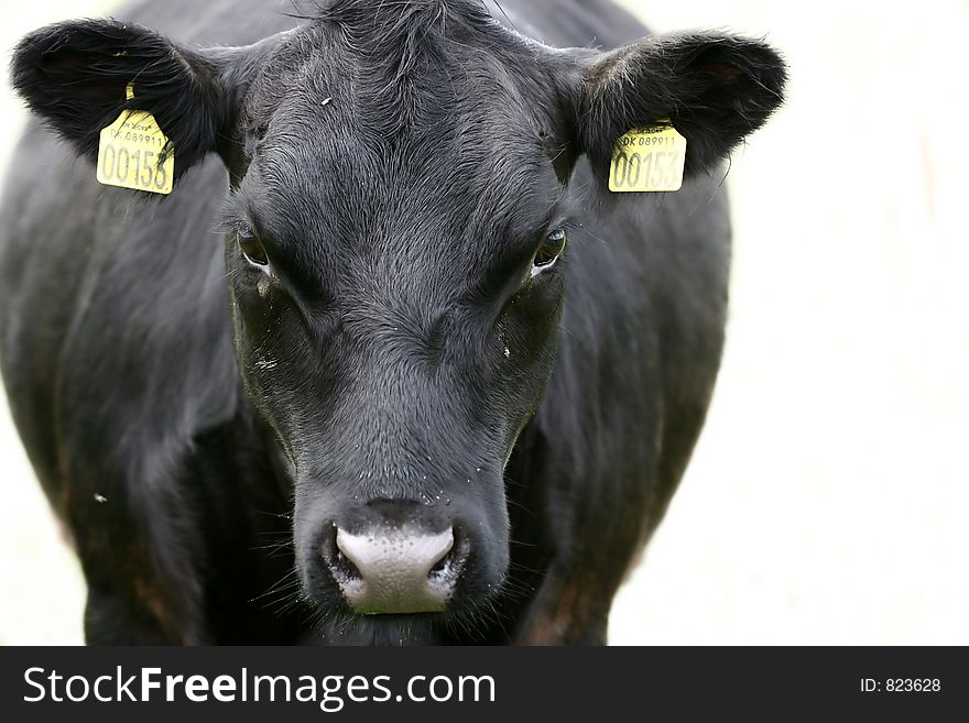 Cows staring at the photographer. Cows staring at the photographer