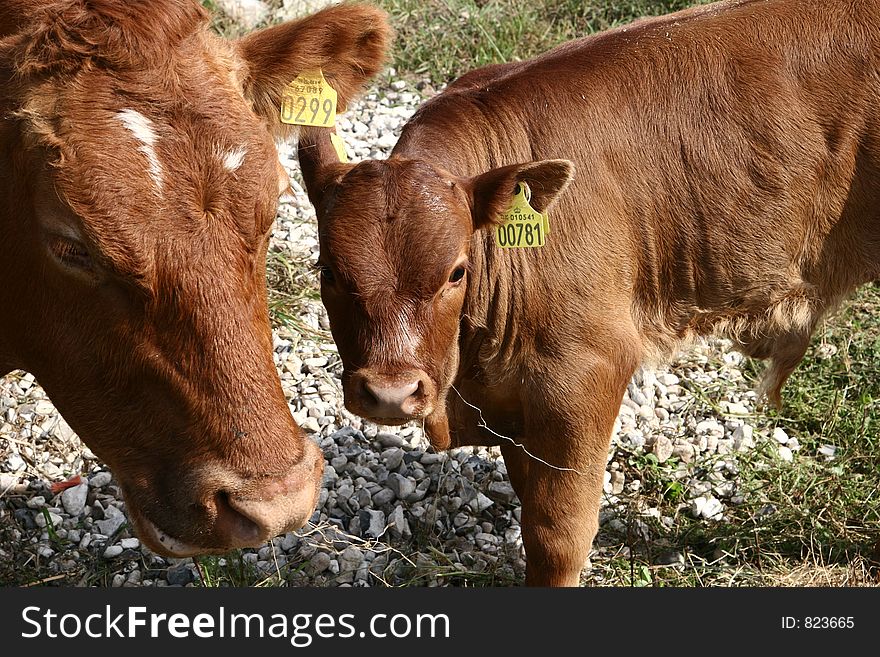 Cows staring at the photographer. Cows staring at the photographer