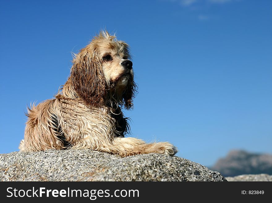 Abandoned dog on a beach