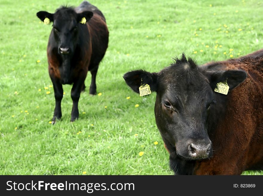 Black cows