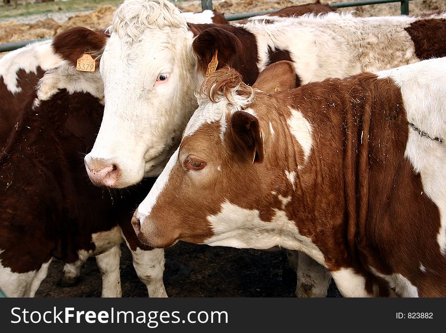 Cows staring at the photographer. Cows staring at the photographer