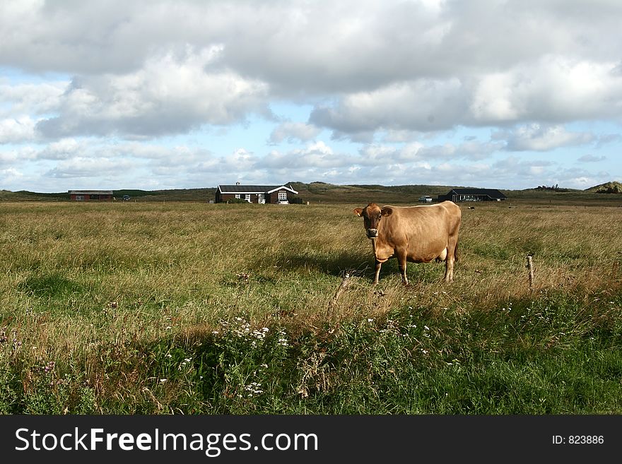 Cows staring at the photographer. Cows staring at the photographer