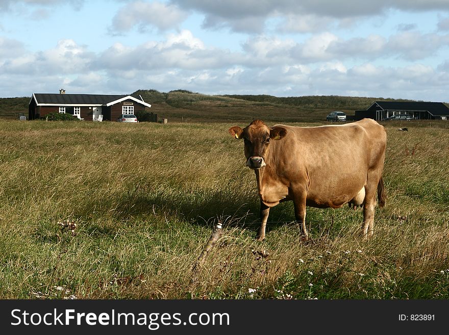 Cows staring at the photographer. Cows staring at the photographer