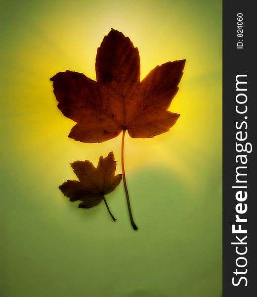 Couple of leaves surrounded wit yellow light on green background