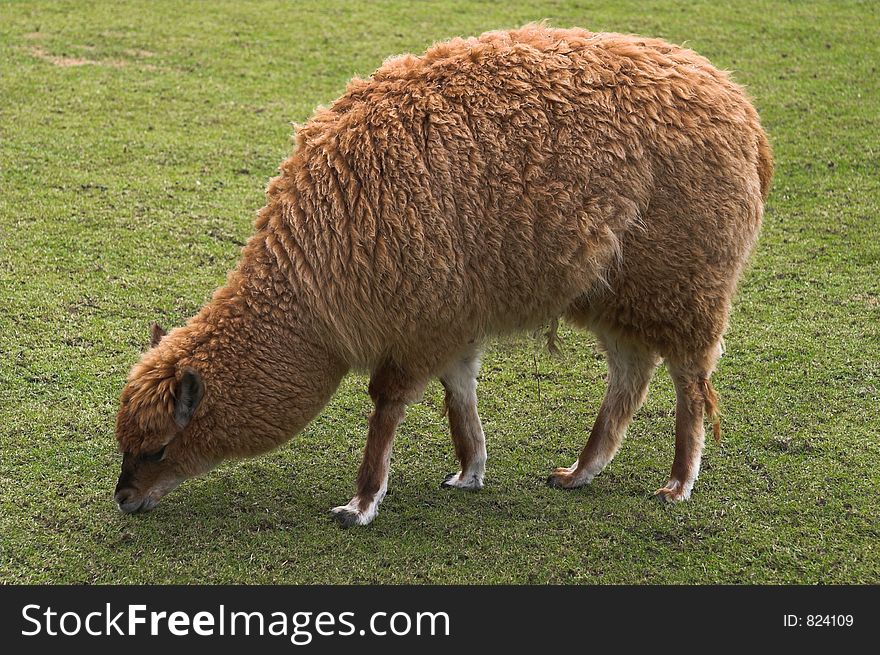 Young llama pasturing on green grass