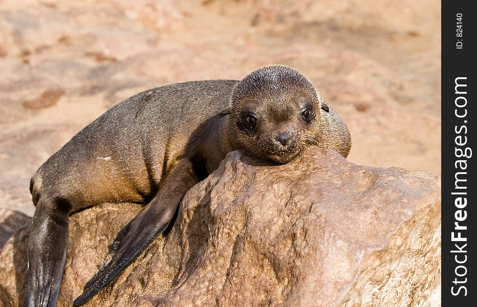 Baby seal. Skeleton coast, Namibia