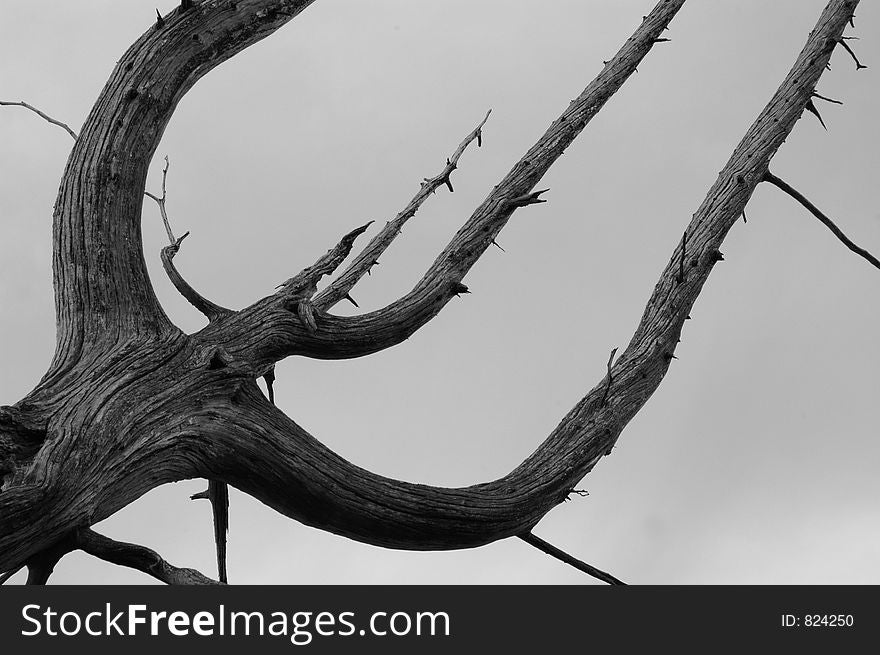 Ghost tree at Empire Bluffs