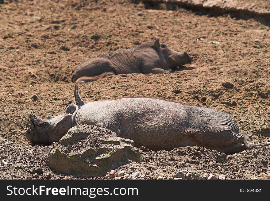 Happy pigs sleeping in mud