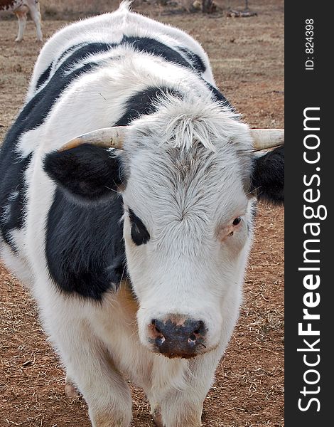 Close-up image of a cow. Close-up image of a cow