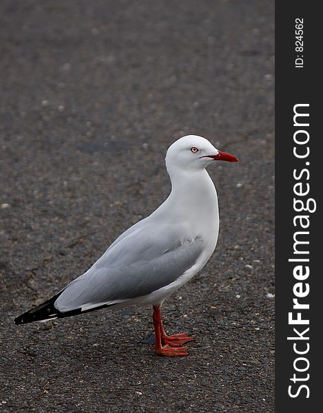 A seagull in an urban setting. A seagull in an urban setting.