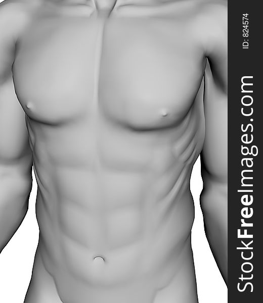 3D Torso