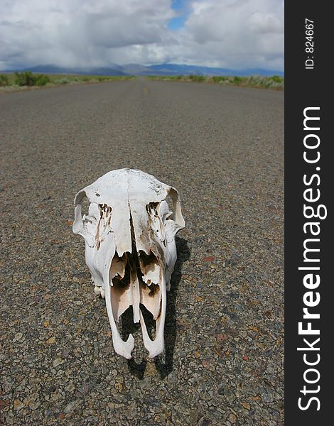 Bleached skull on pavement on a desert highway. Bleached skull on pavement on a desert highway.