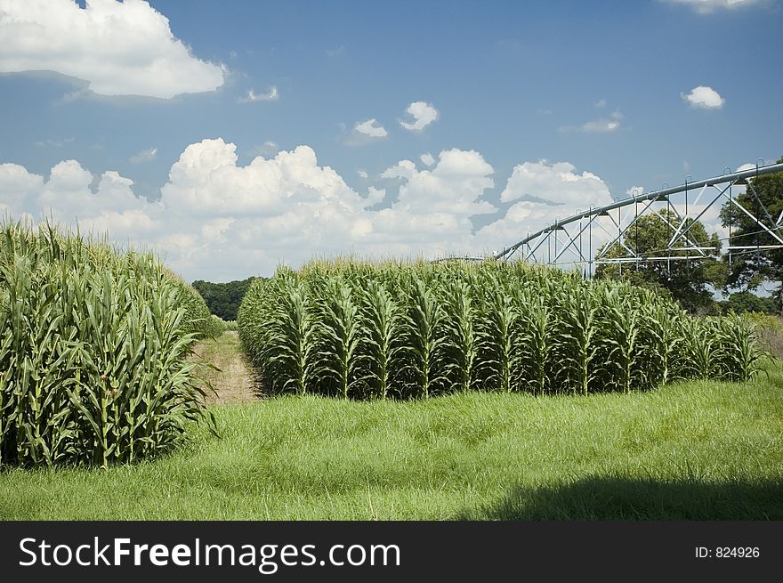 Corn grows high under the irrigation system. Corn grows high under the irrigation system.