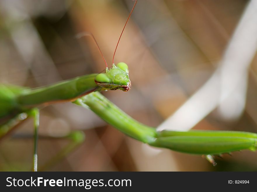 Green mantis close-up. Green mantis close-up