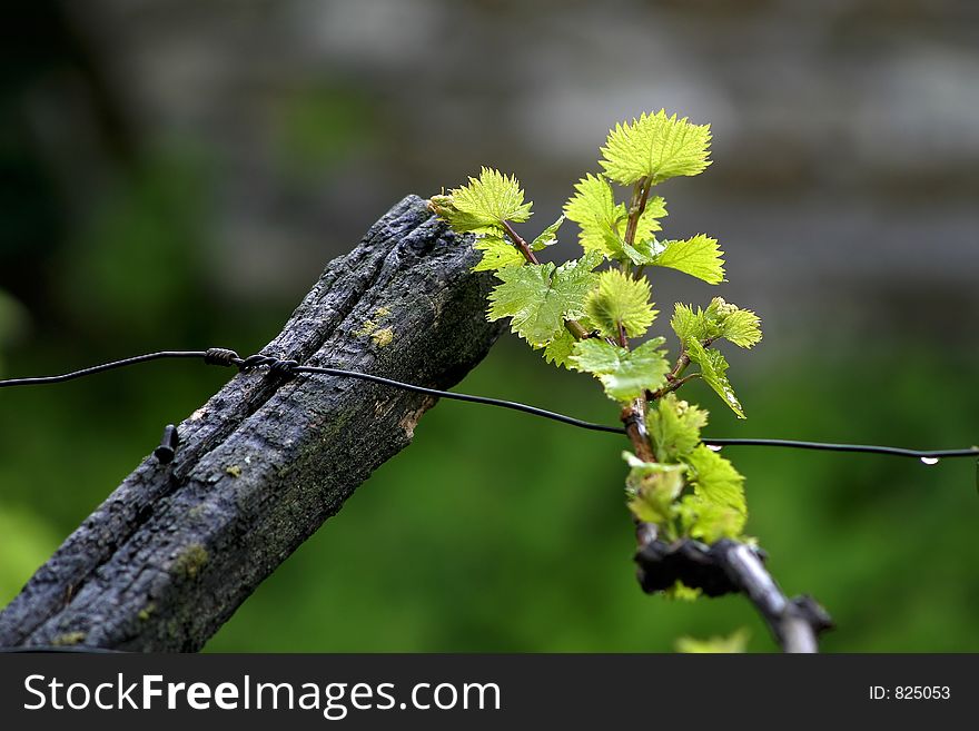 Wet vine leafs. Wet vine leafs