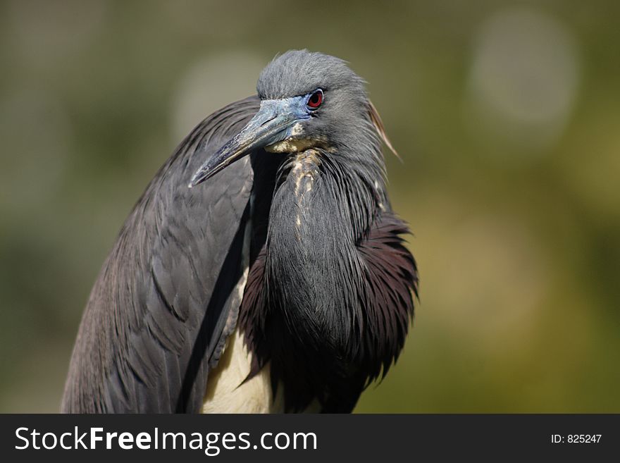 Tricolored heron, Egretta tricolor, Florida