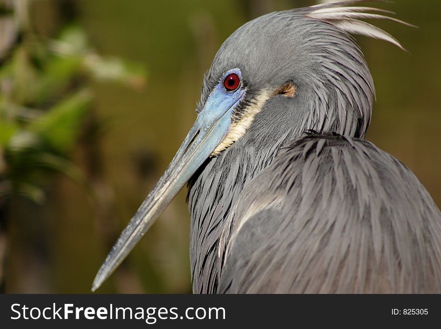 Florida, Tricolored heron, Egretta tricolor,. Florida, Tricolored heron, Egretta tricolor,