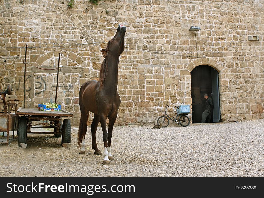 Sad horse at the courtyard. Sad horse at the courtyard