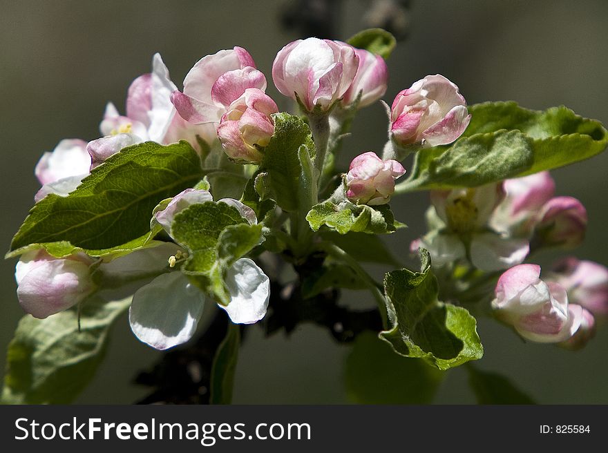 Wild apple flower