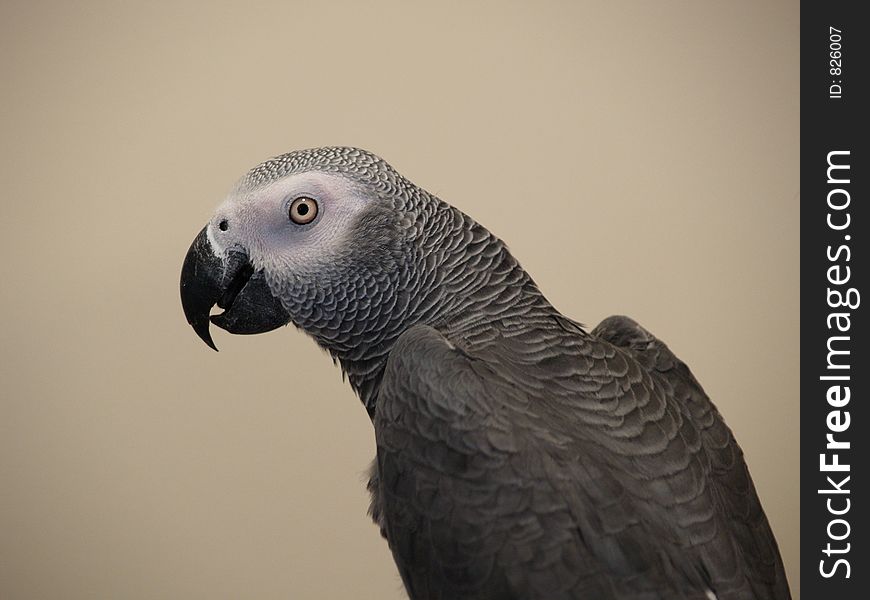 An african grey parrot