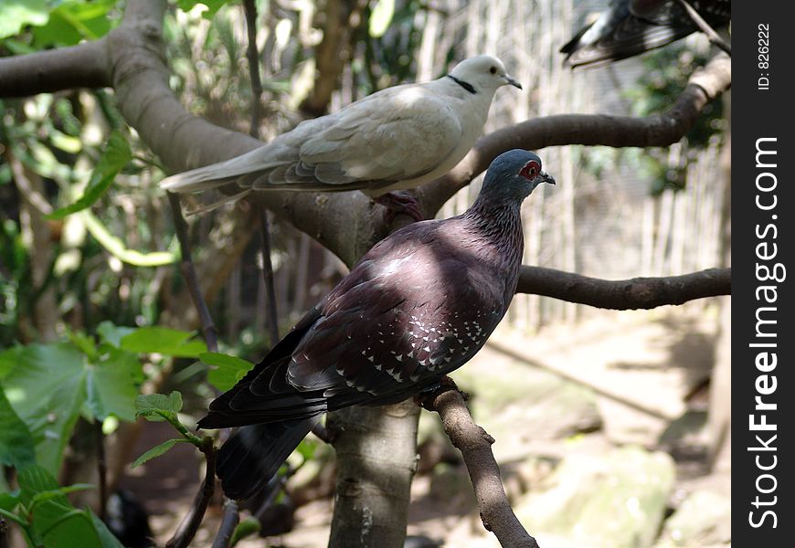 Wild pigeons,in the natural reserve. Wild pigeons,in the natural reserve