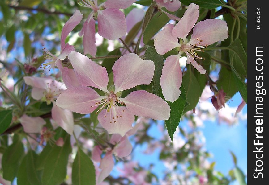 Close-up of cherry blossoms