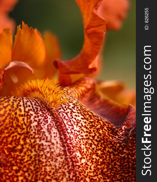 Close-up of bronze speckled iris. Close-up of bronze speckled iris