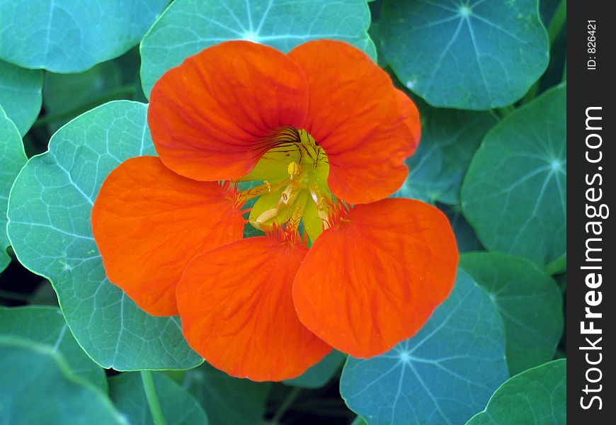 Orange flower against leafy background