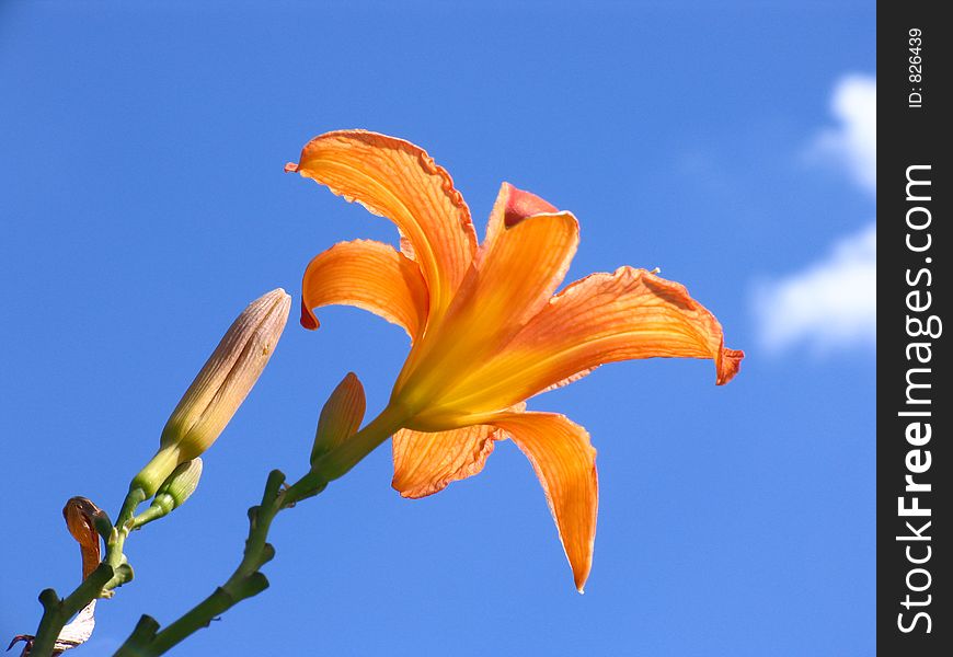 Flower of lily