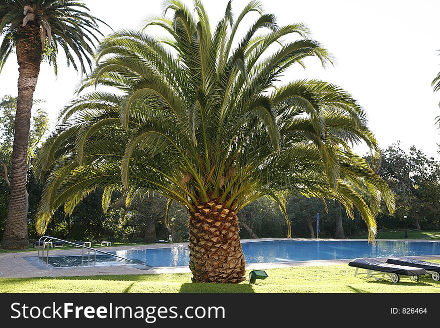 Palm at pool in south africa