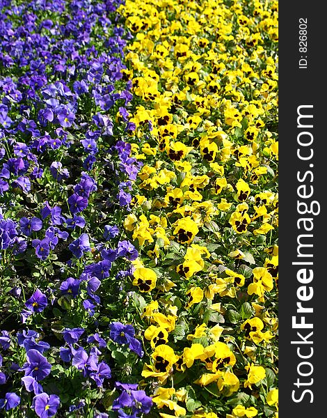 Flowers in square near Kremlin. Moscow. Russia. Flowers in square near Kremlin. Moscow. Russia.