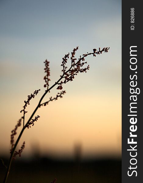 Flower stands alone at sundown, low light. Flower stands alone at sundown, low light