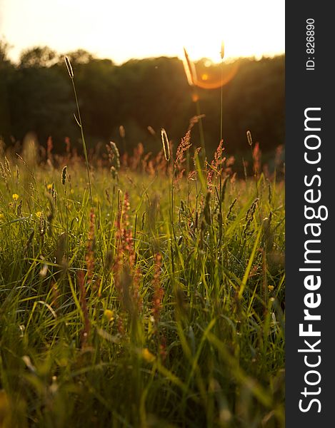 Medow grass in the golden light of a sunset in sussex. Medow grass in the golden light of a sunset in sussex