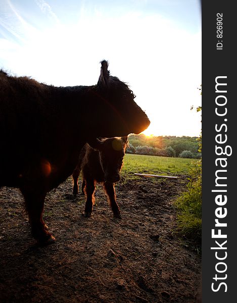 Cow and calf, sun setting behind cows. Cow and calf, sun setting behind cows