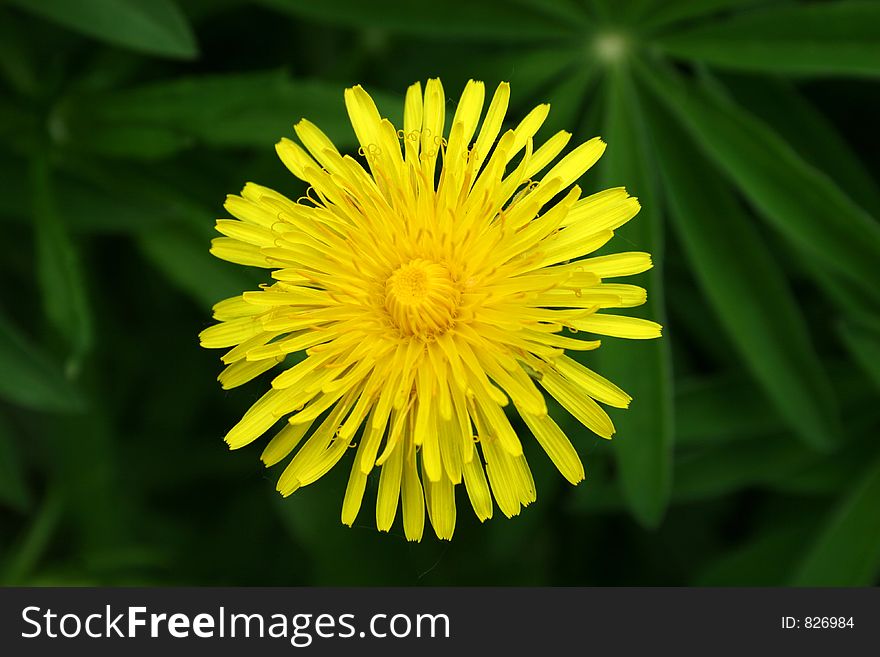 Spring day. Meadow with dandelions. Spring day. Meadow with dandelions.