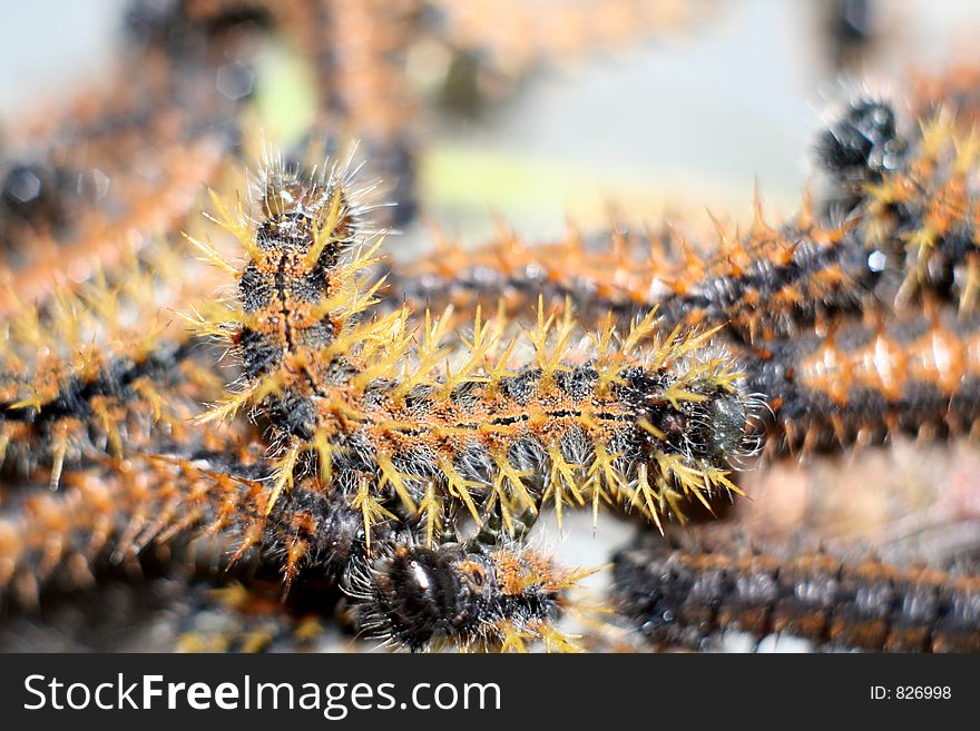 Worms on a tree close-up