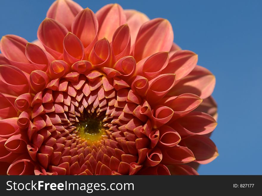 Red dahlia on blue sky