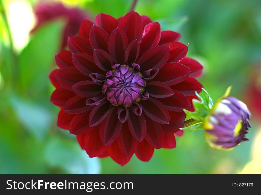 Dahlia Flower Closeup