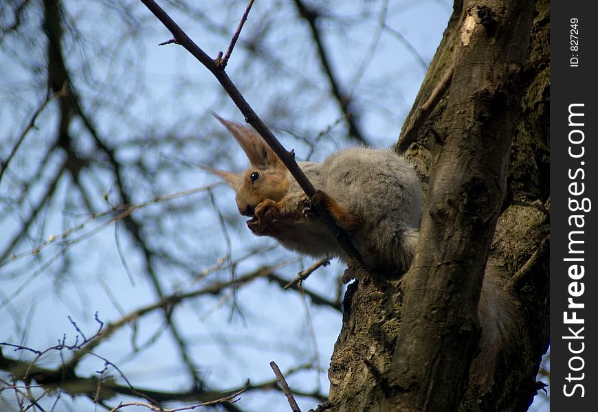 Squirrel eats nut. Squirrel eats nut