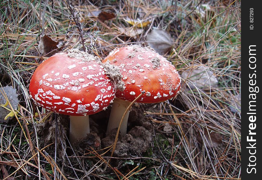 Mushroom red with white points. Mushroom red with white points