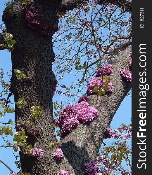 Rose colours on tree. Rose colours on tree