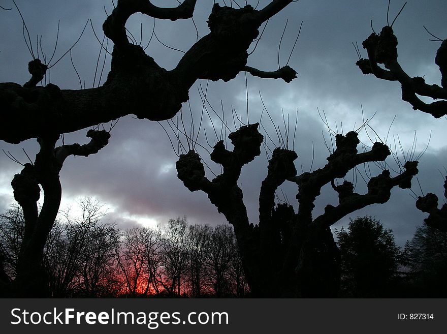 Forest , closeup on  tree branches at sunset (burning sky)