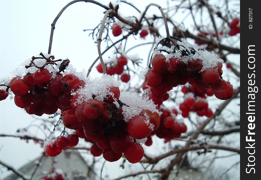 Viburnum in snow. Viburnum in snow