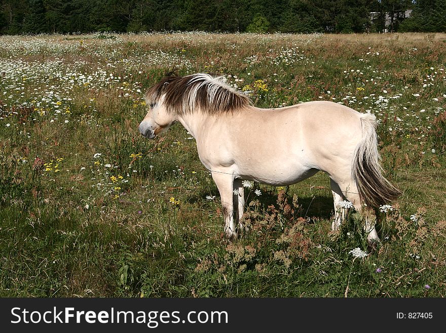 Danish horses 01