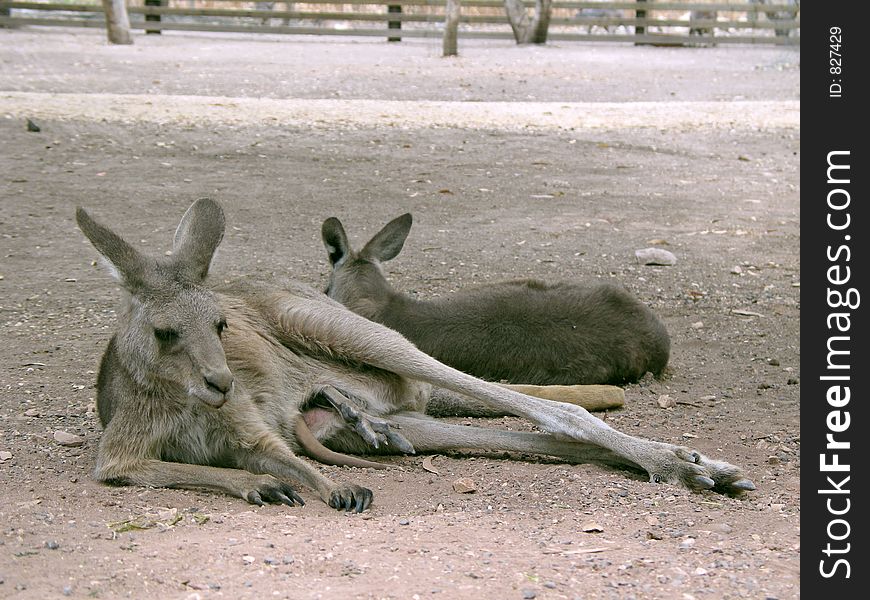 Resting kangaroo