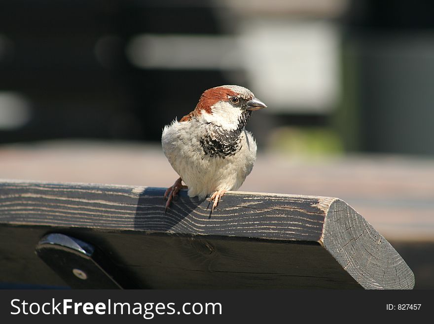 Sparrow in outdoor cafe