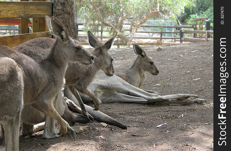 Group of kangaroo. Group of kangaroo
