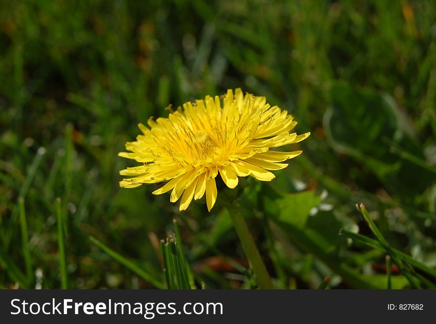 Closeup of dandylion flower with grass background. Closeup of dandylion flower with grass background